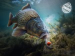 Ślimaczek D SNAX SHELL 10mm/30g |Delphin | Frankfurter Chilli /wafters/rozpuszczalne